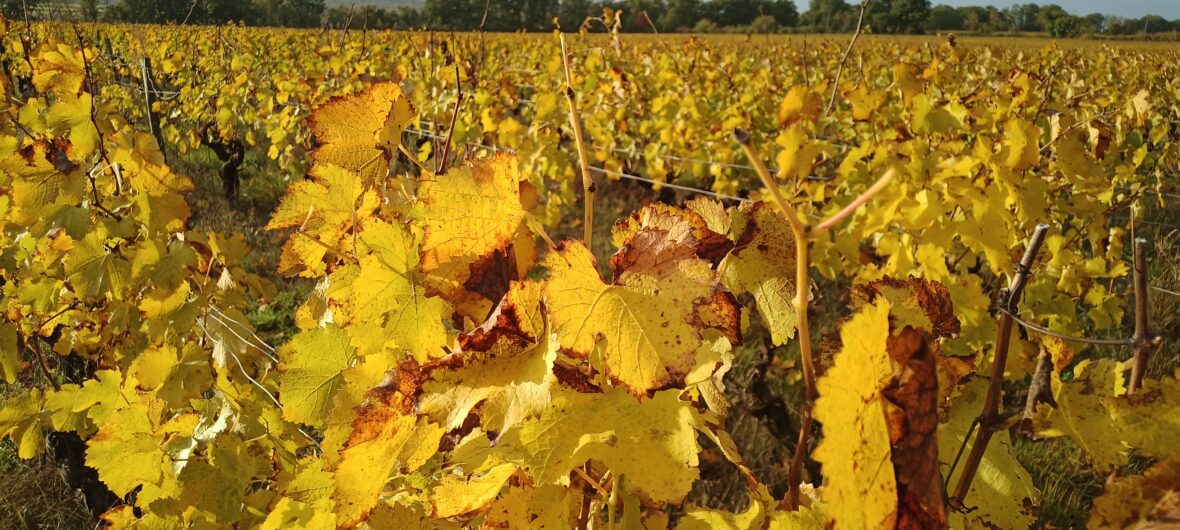 Vignes